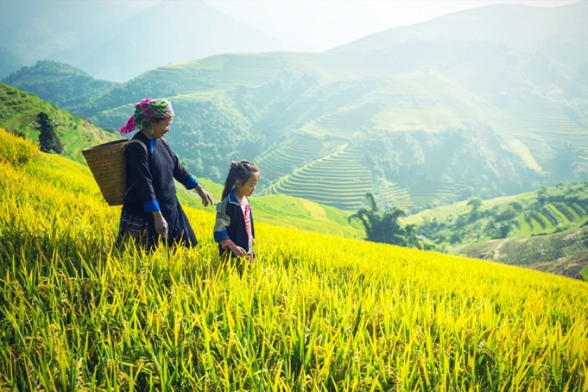 Terraced rice in Vietnam